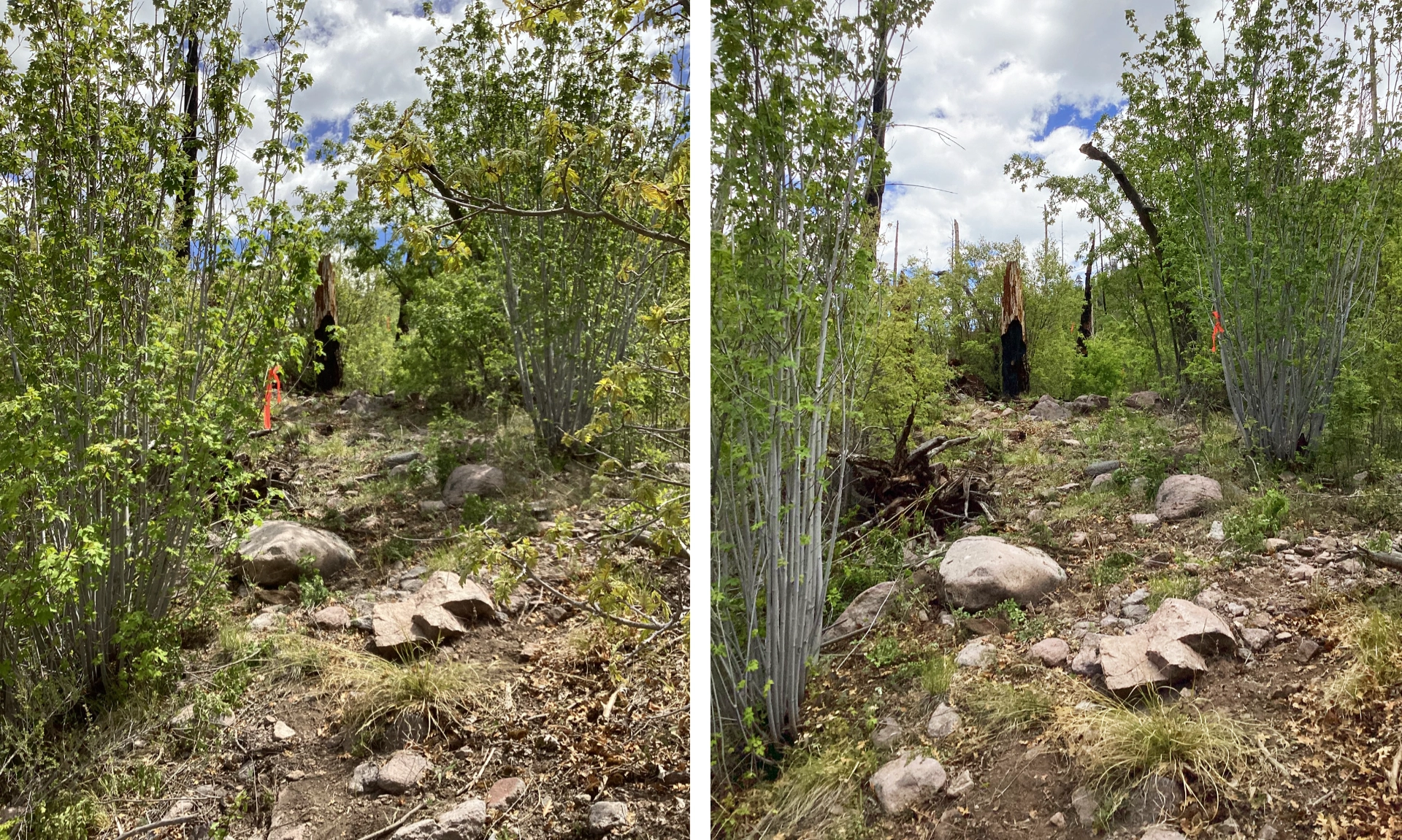 before and after trail work