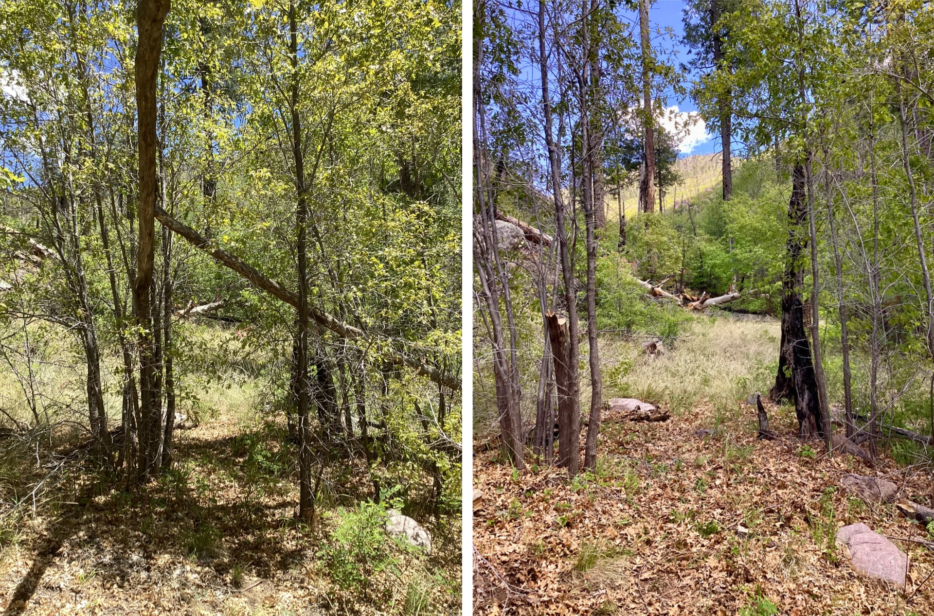 before and after trail work