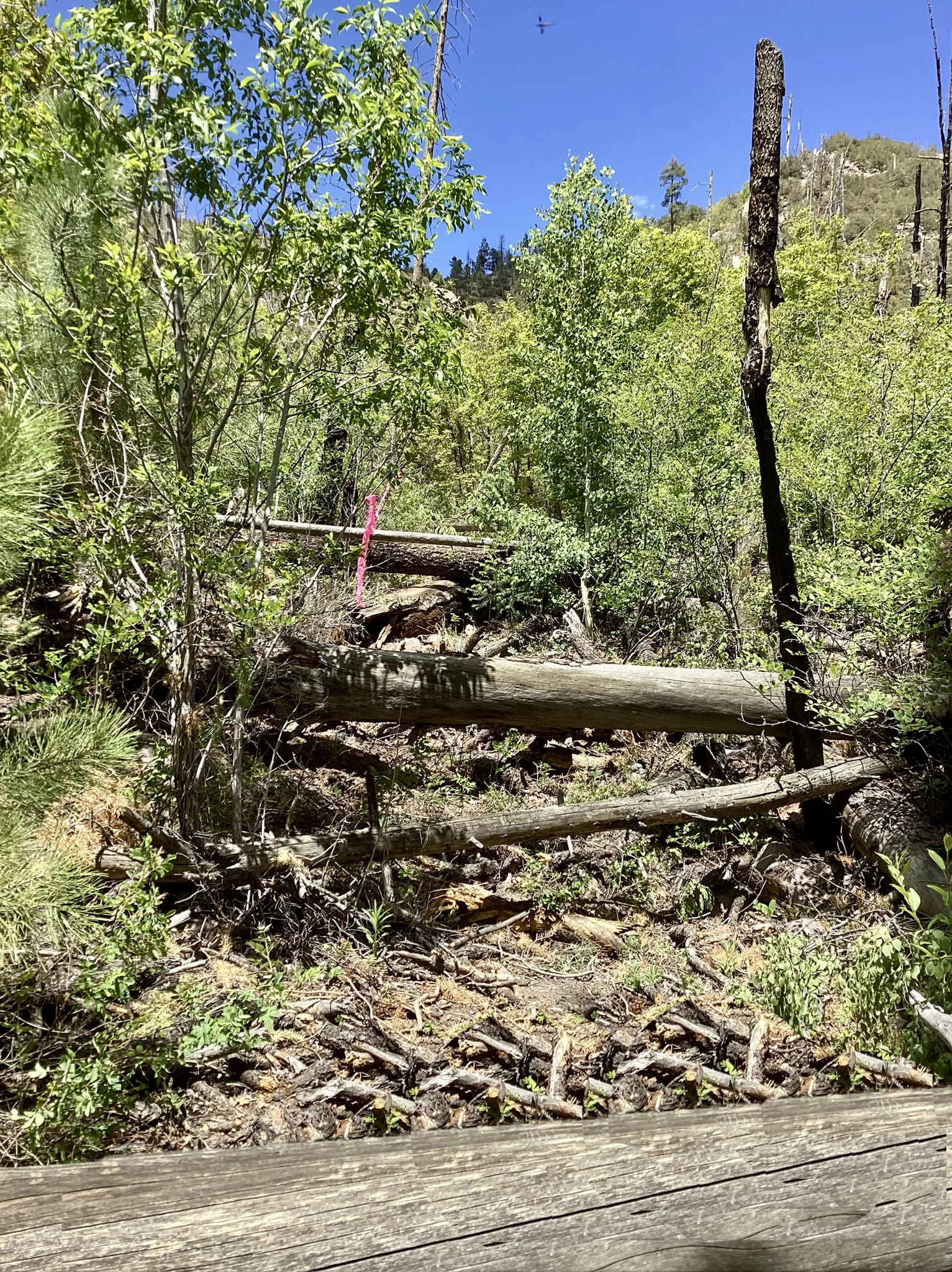 trail obscured by downned logs and brush