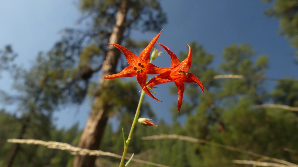 Scarlet Gilia