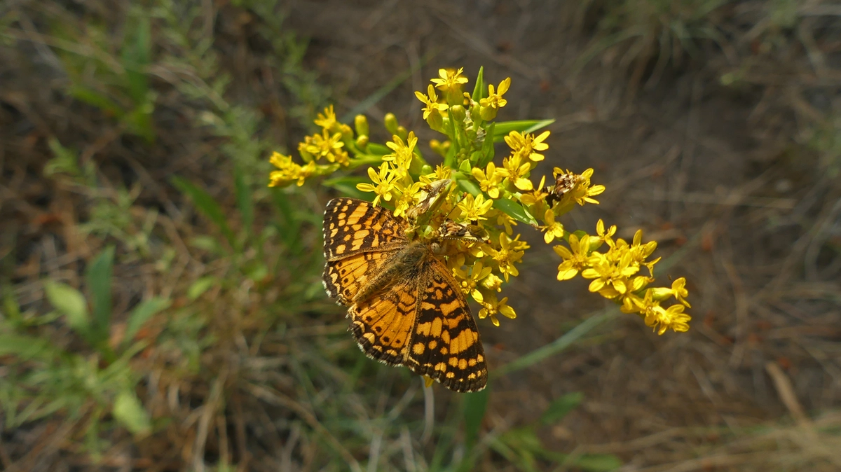 Butterfly