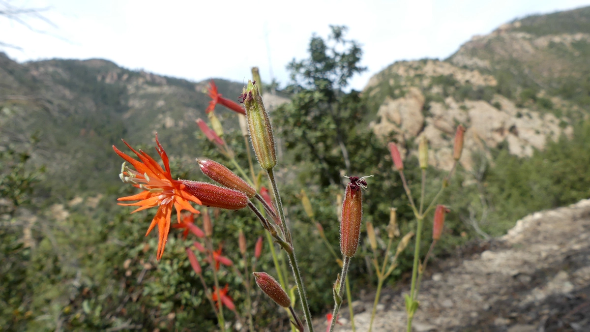 cardinal catchfly