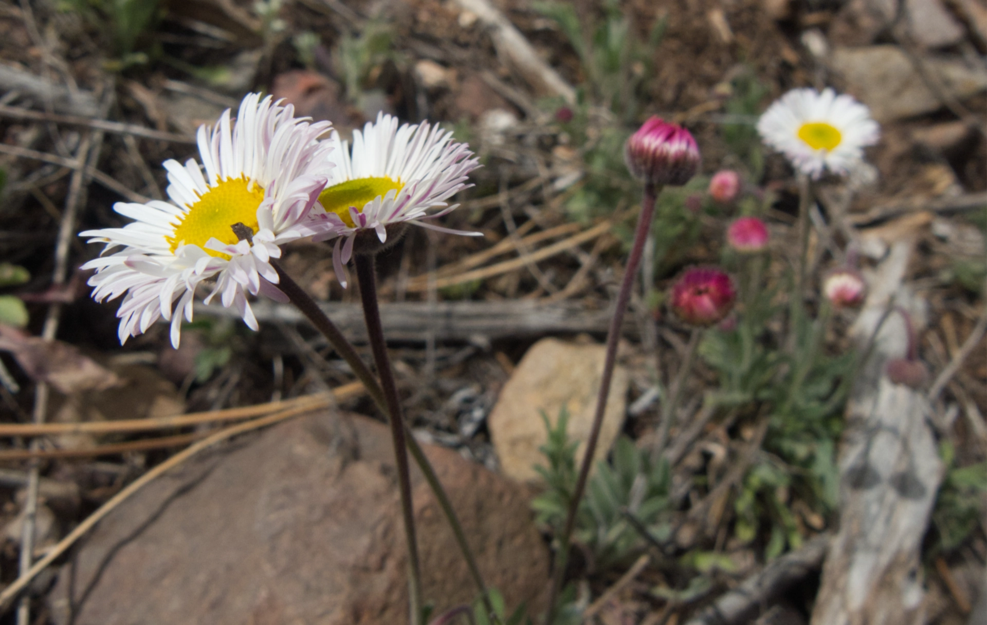 Running Fleabane
