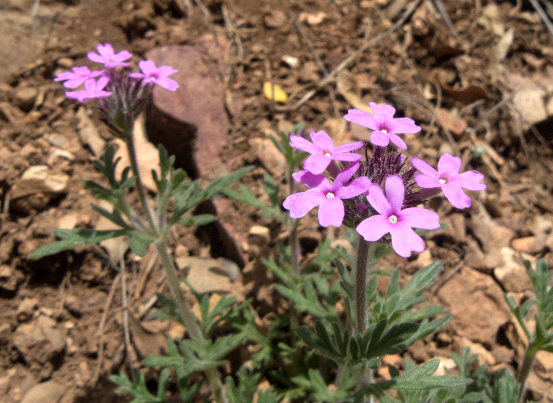 Mock Vervain