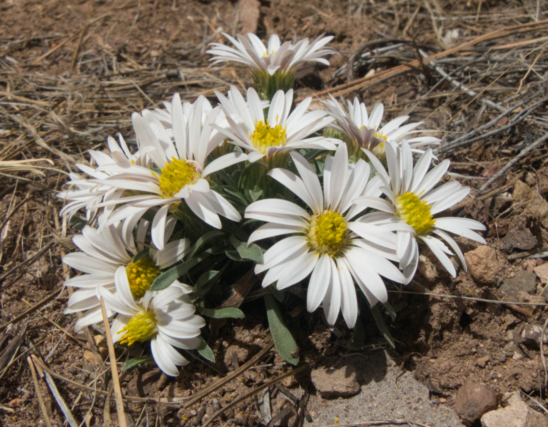 Easter Daisies