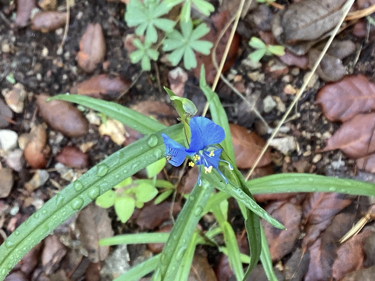 birdbill dayflower