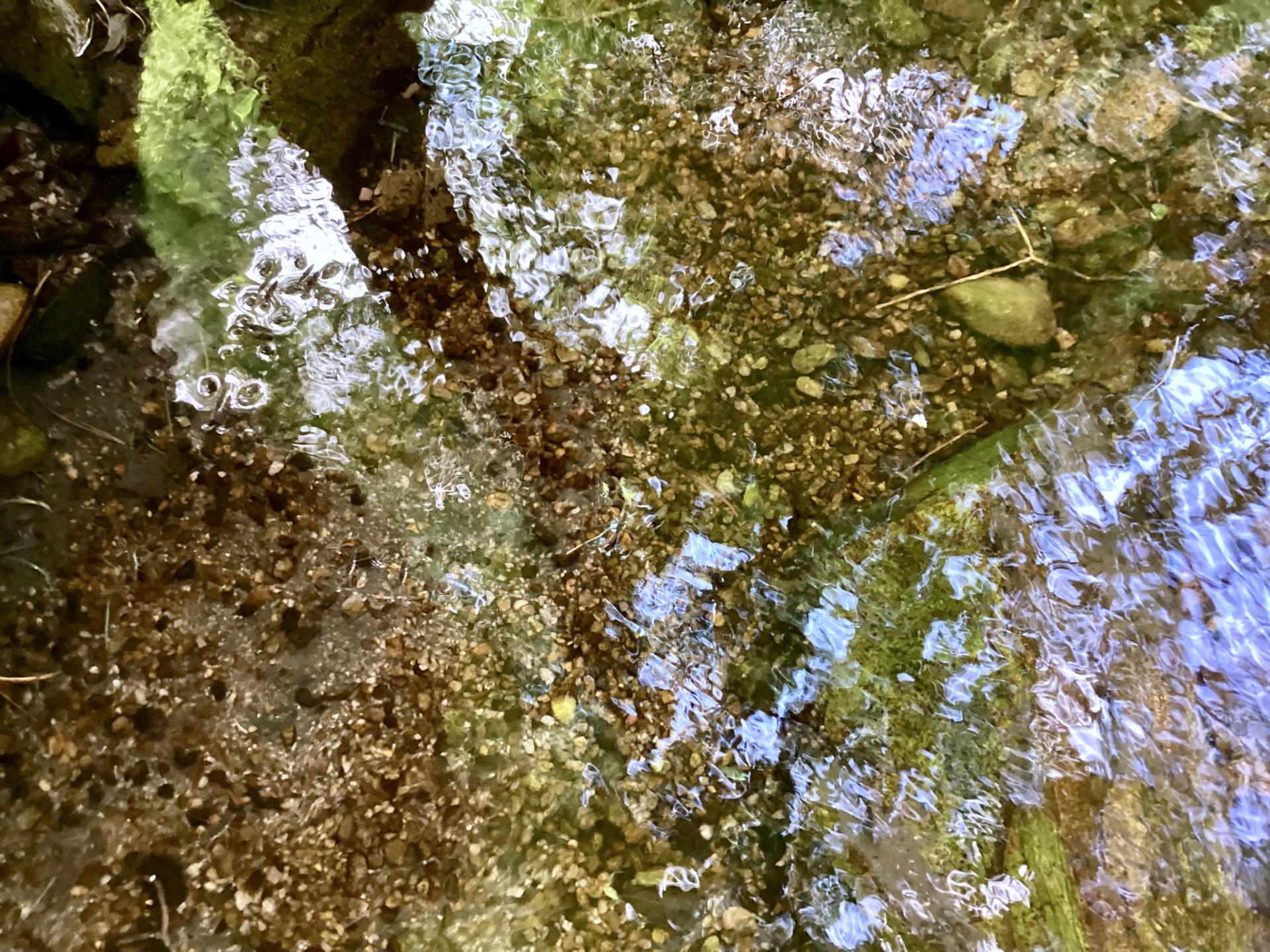 water striders dancing in a pool