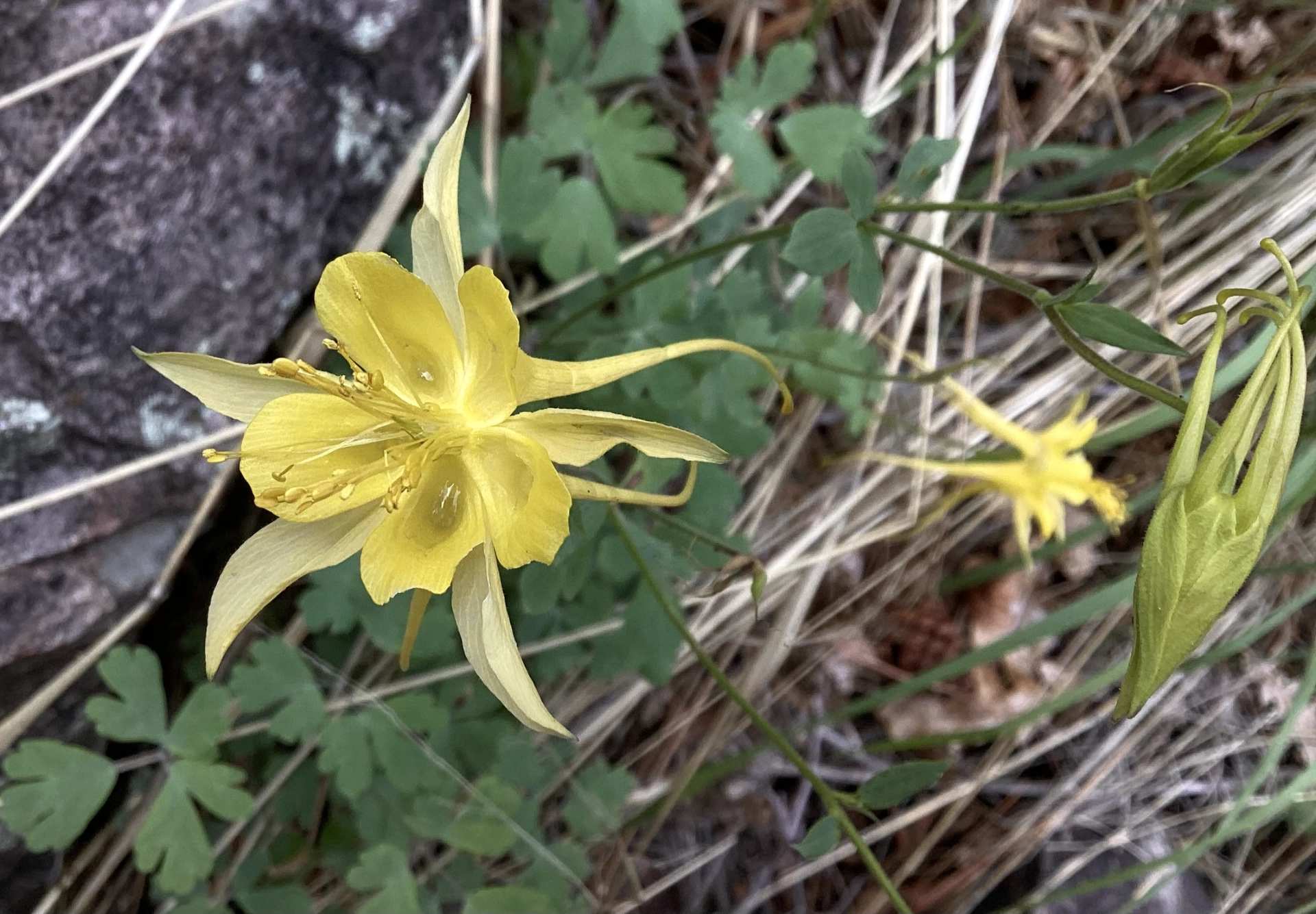 columbine