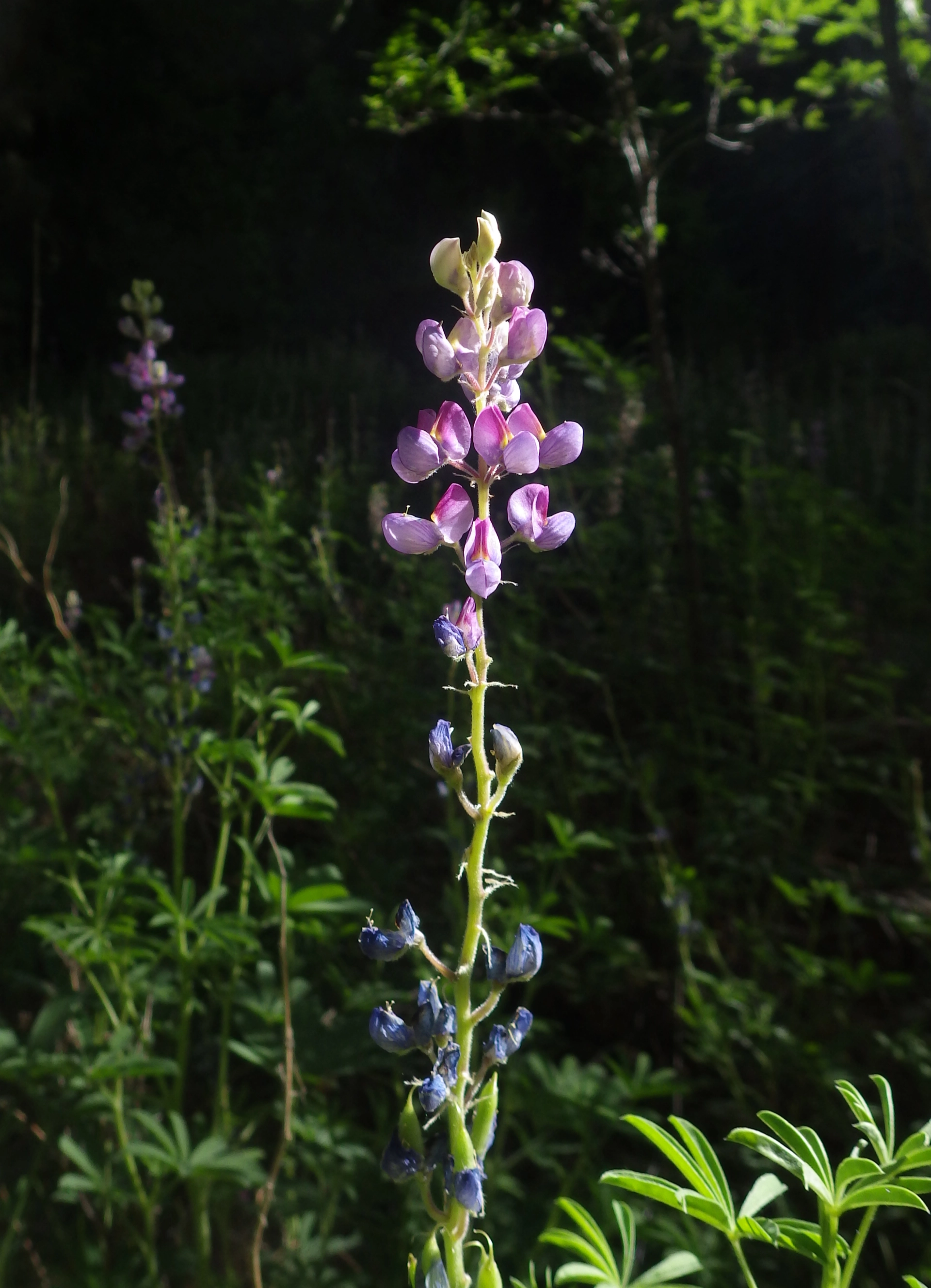 a single lupine blossom