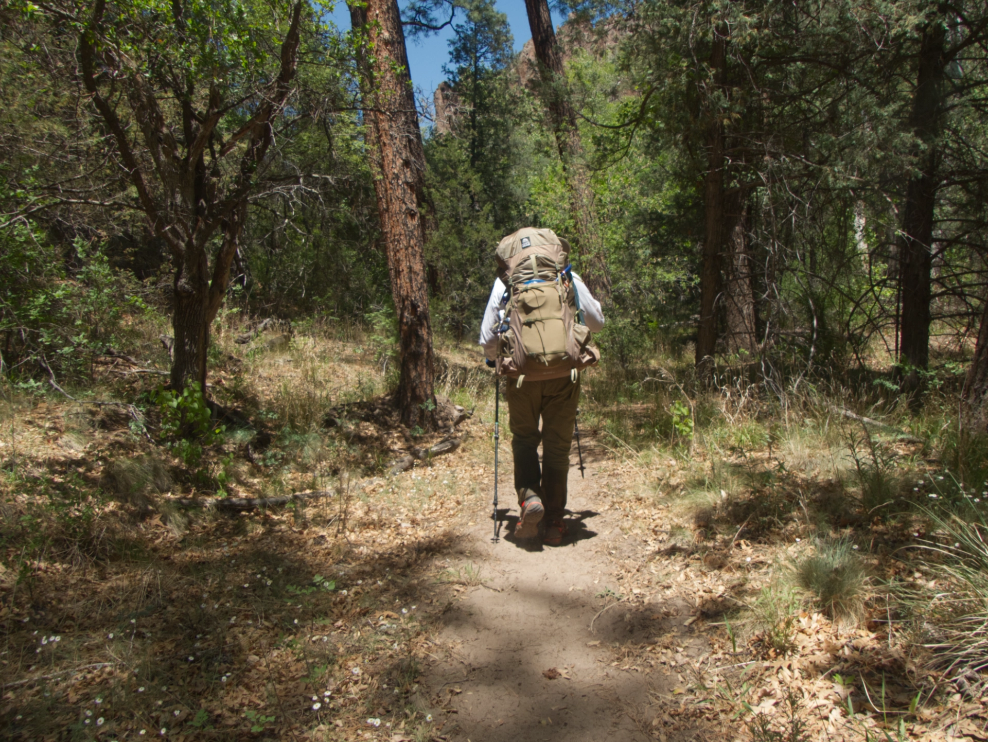 Dennis hiking in ponderosa pine forest