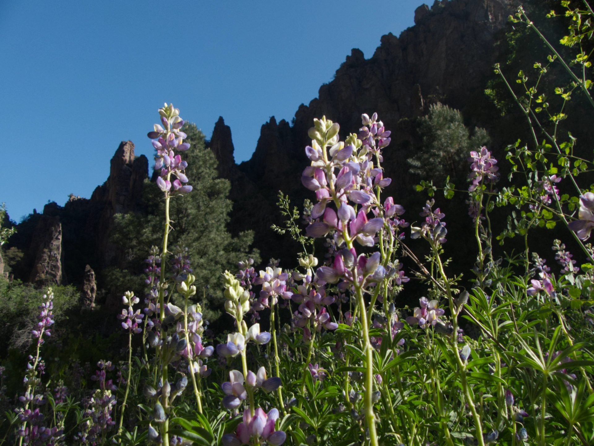 field of lupine with dark spires in the background