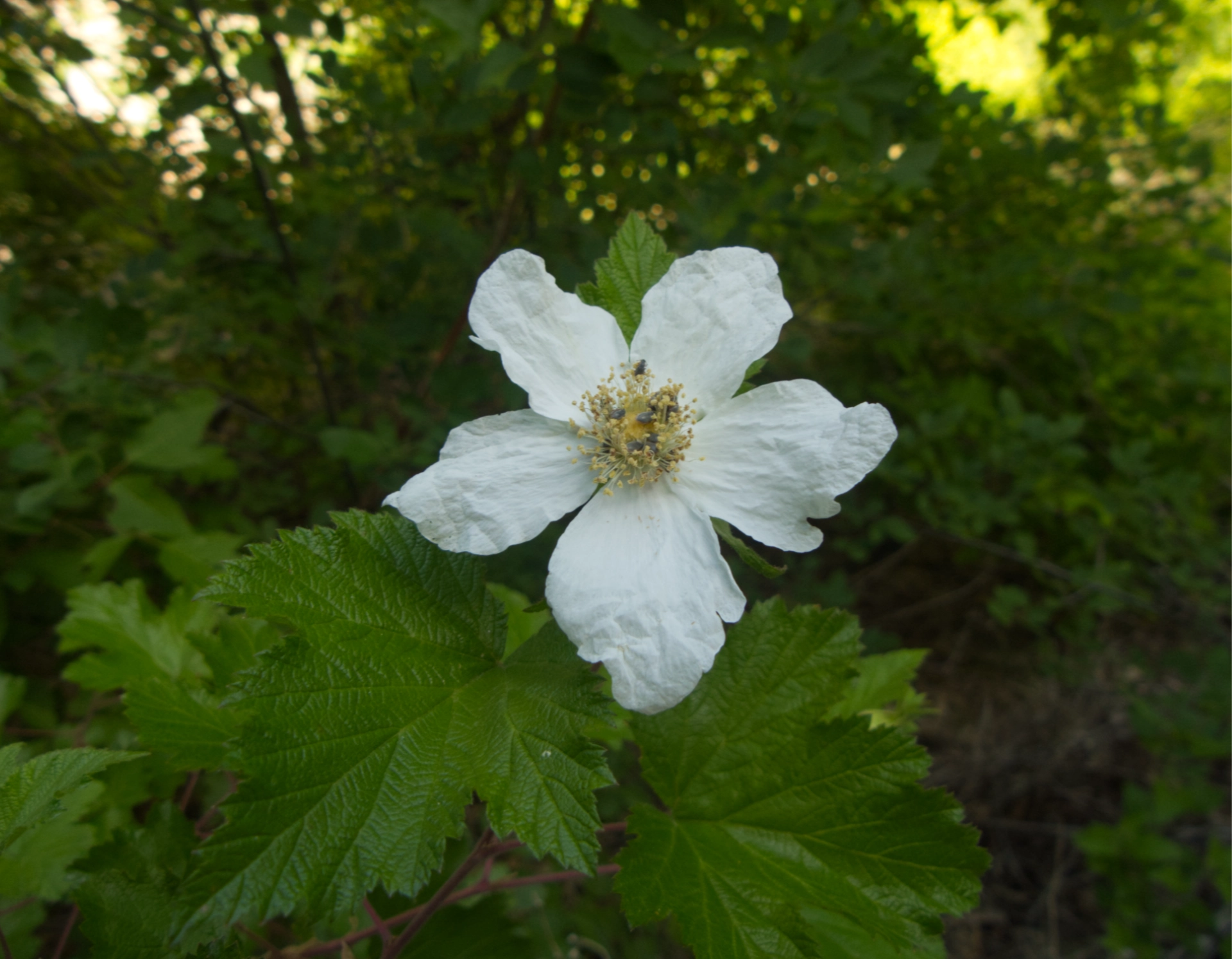 New Mexico Raspberry blossom