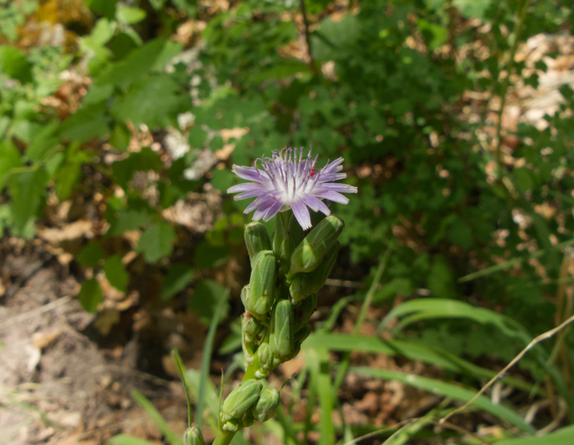 grass-leaft lettuce blossom