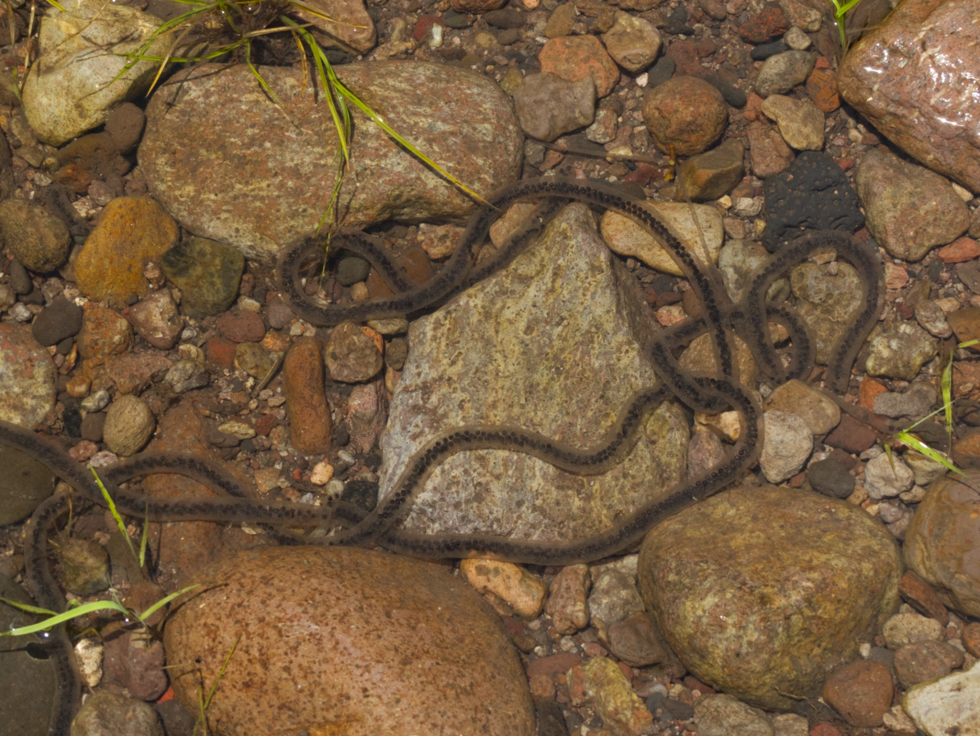 long string of frog eggs