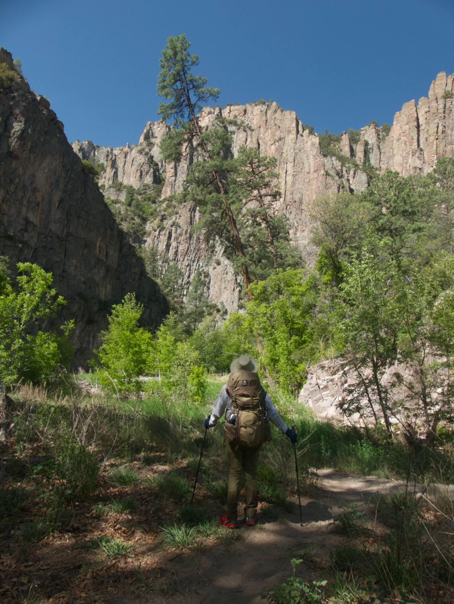 Ponderosa pines tower above the canyon