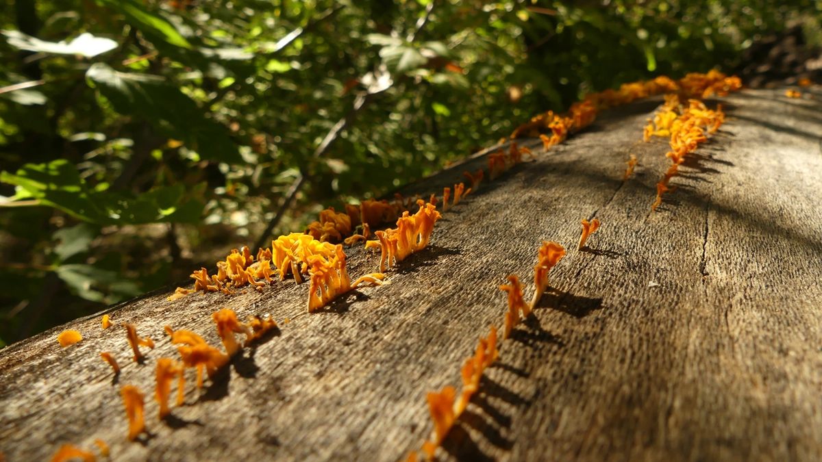 Colorful Fungi