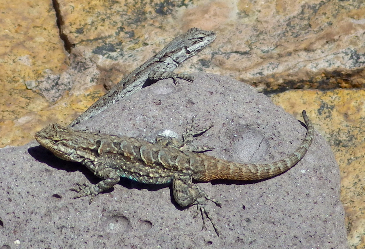 male and female lizards