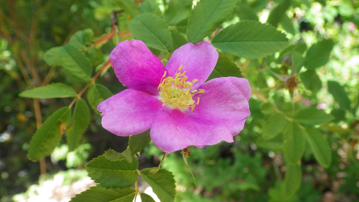 rosa rugosa