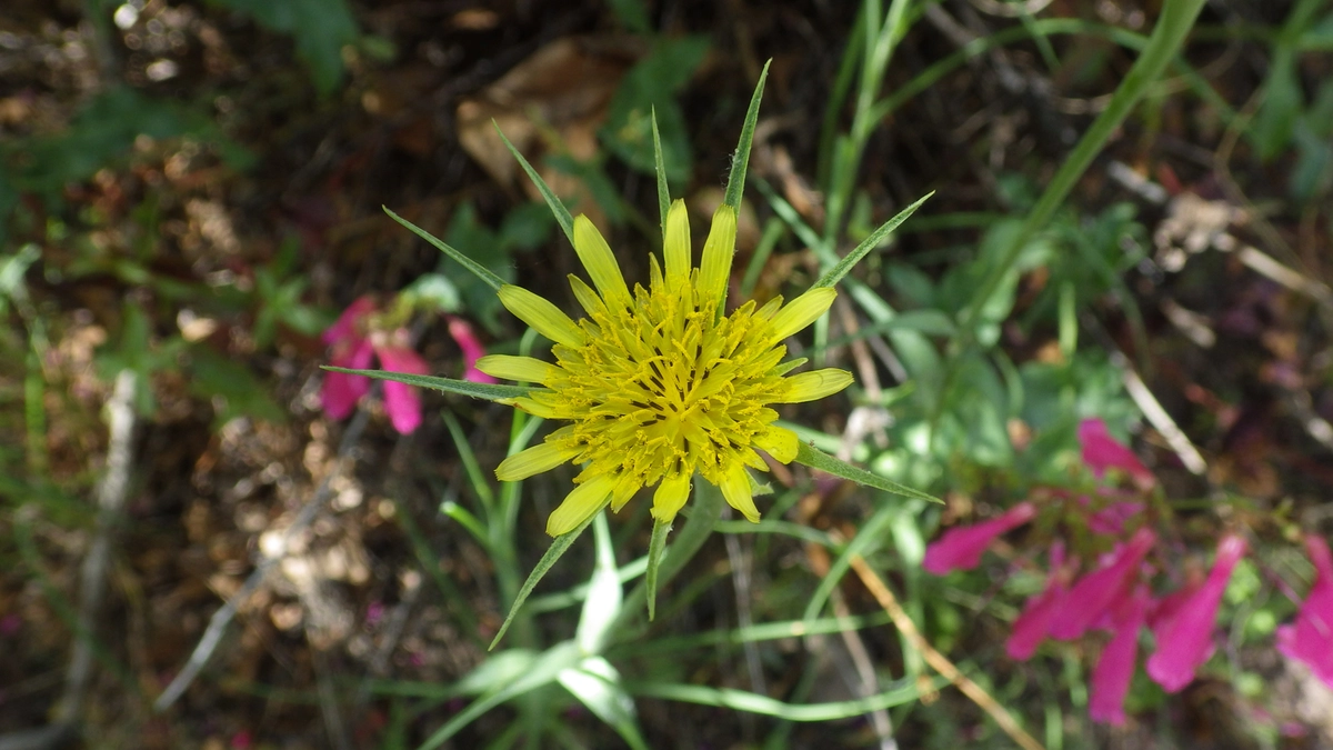 yellow salsify