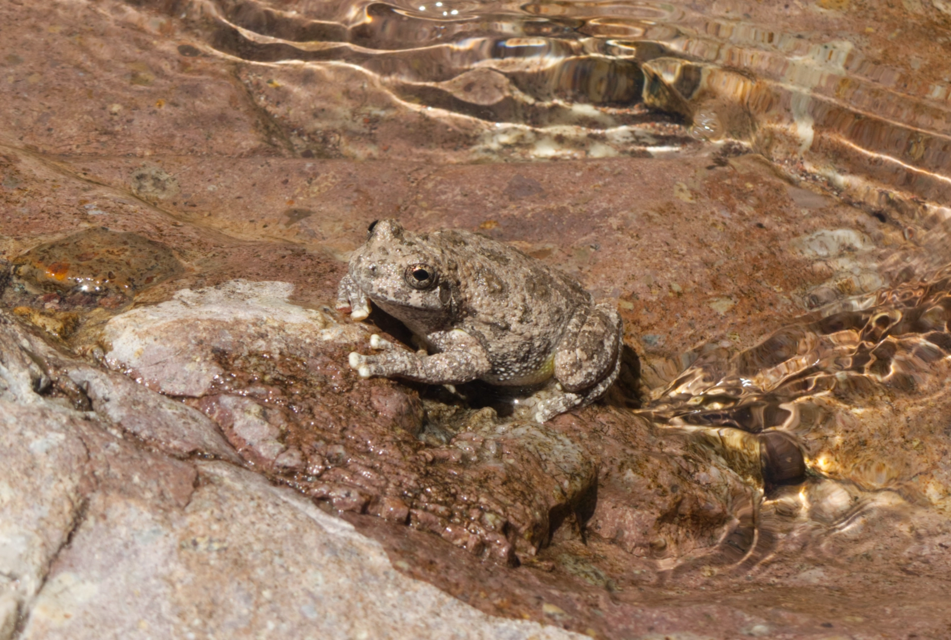canyon tree frog in the water