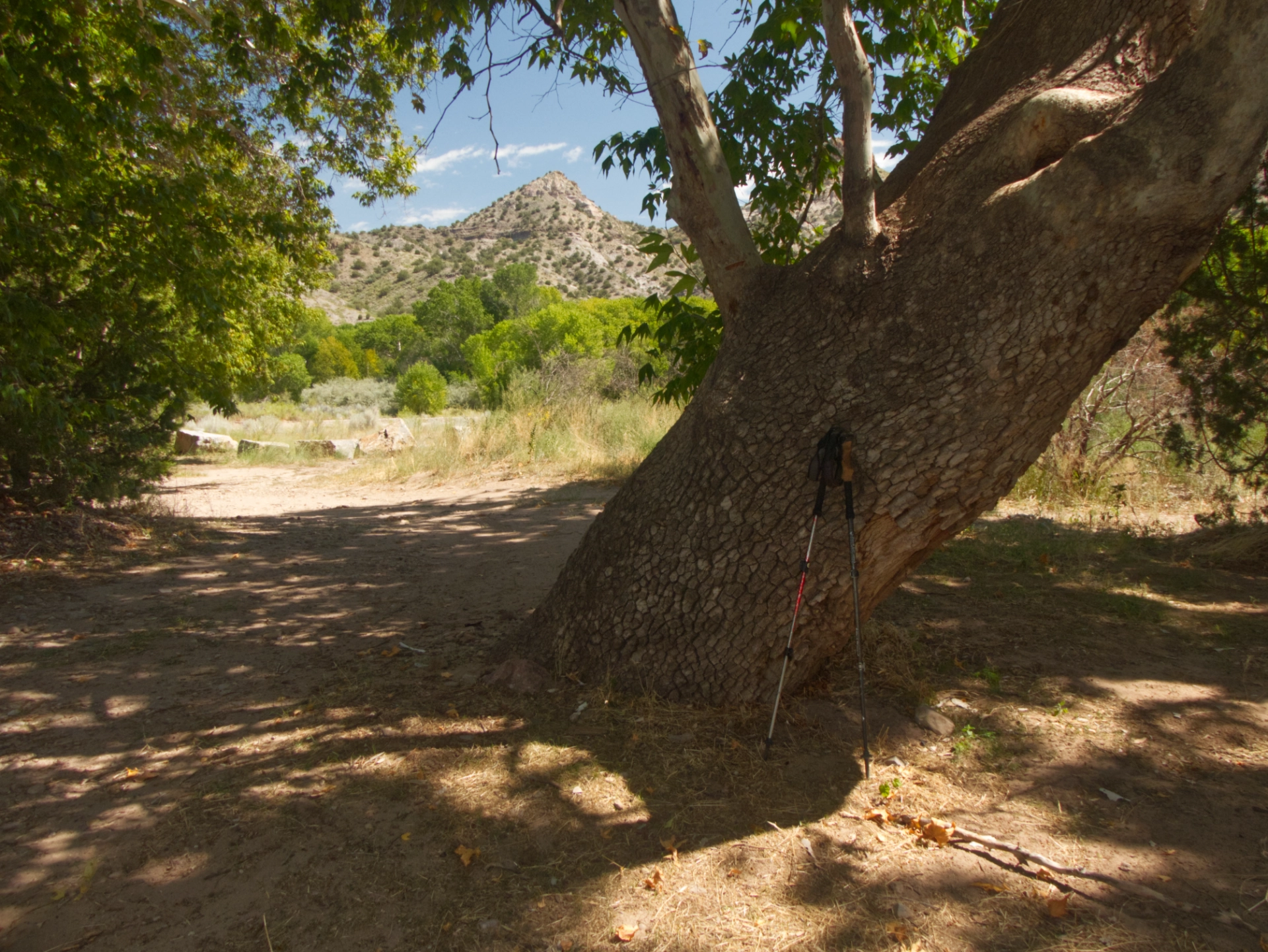 hiking poles leaning against a giant Arizona sycamore