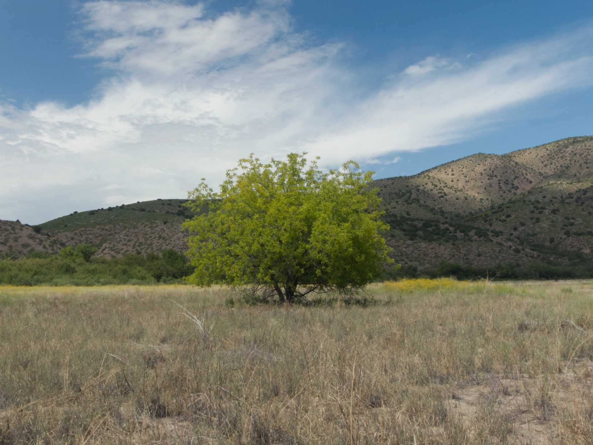 Colorful tree in a field