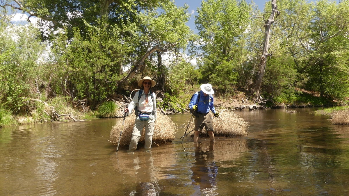 tumbleweeds in the water