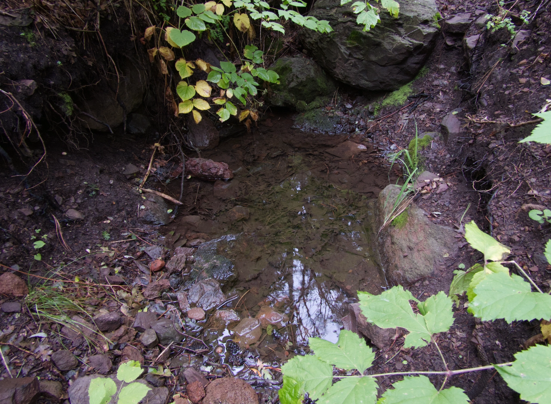 reflections in a tiny pool