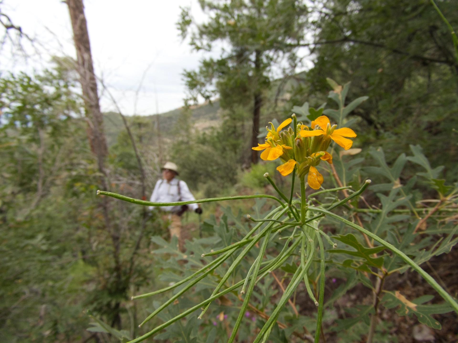 western wallflower on Deloche Trail