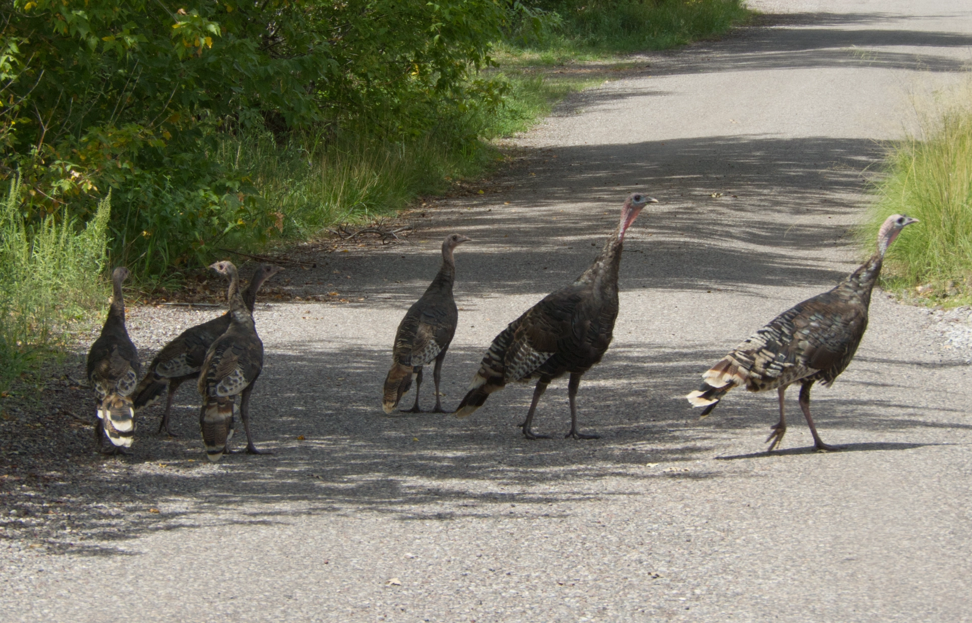flock of wild turkeys near Mogollon