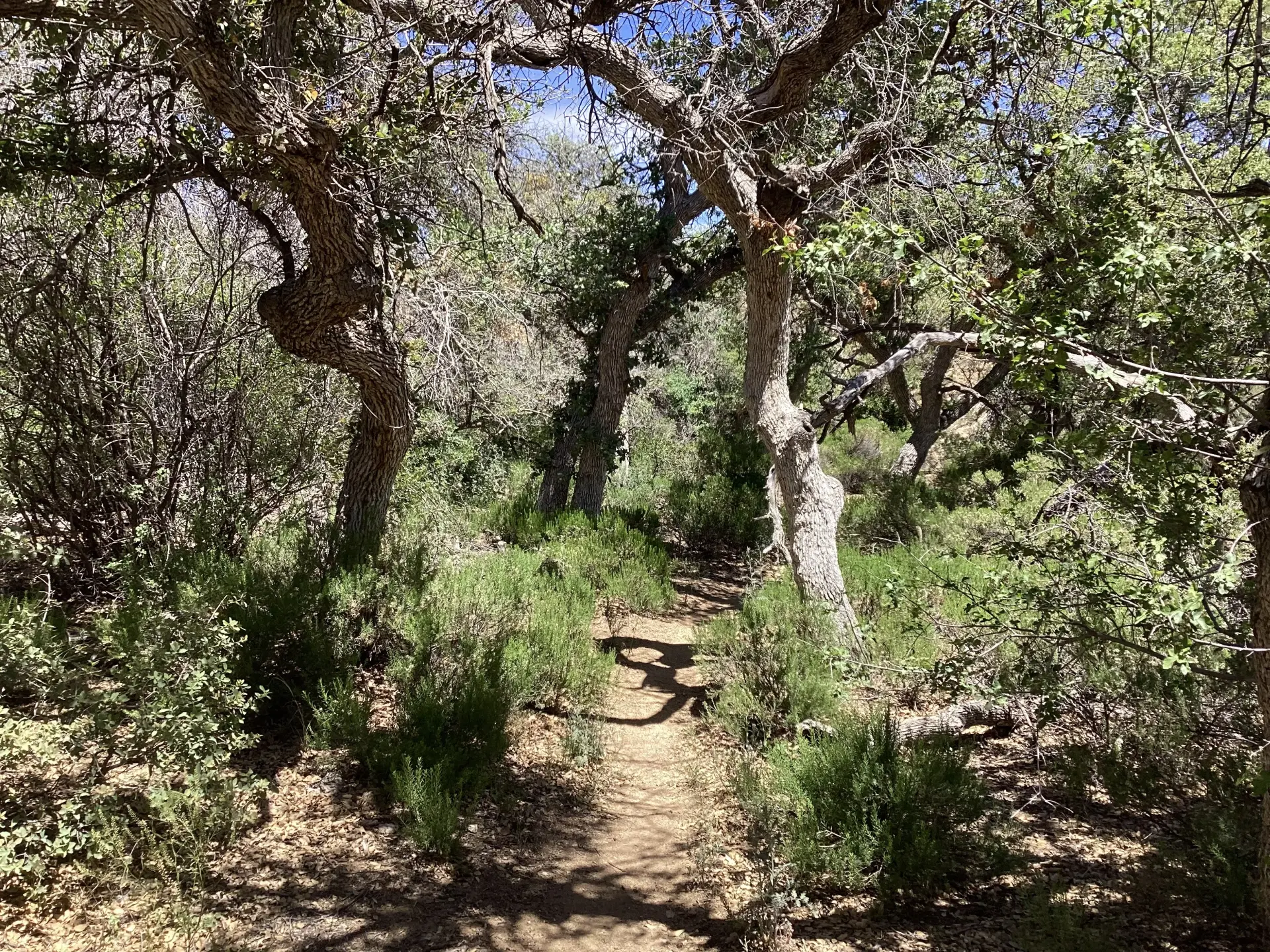 tunnel like bosque