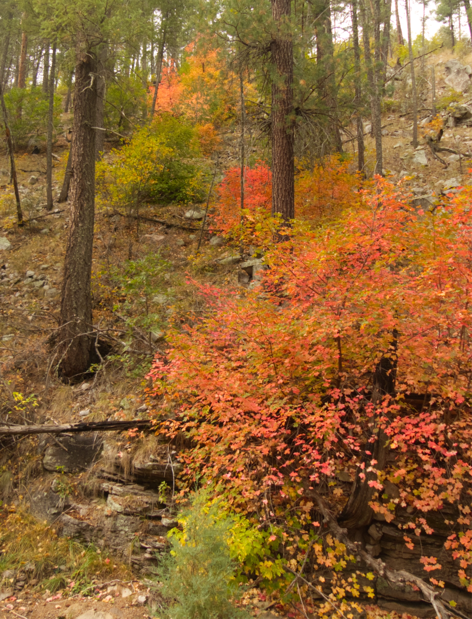 cluster of bigtooth maple trees