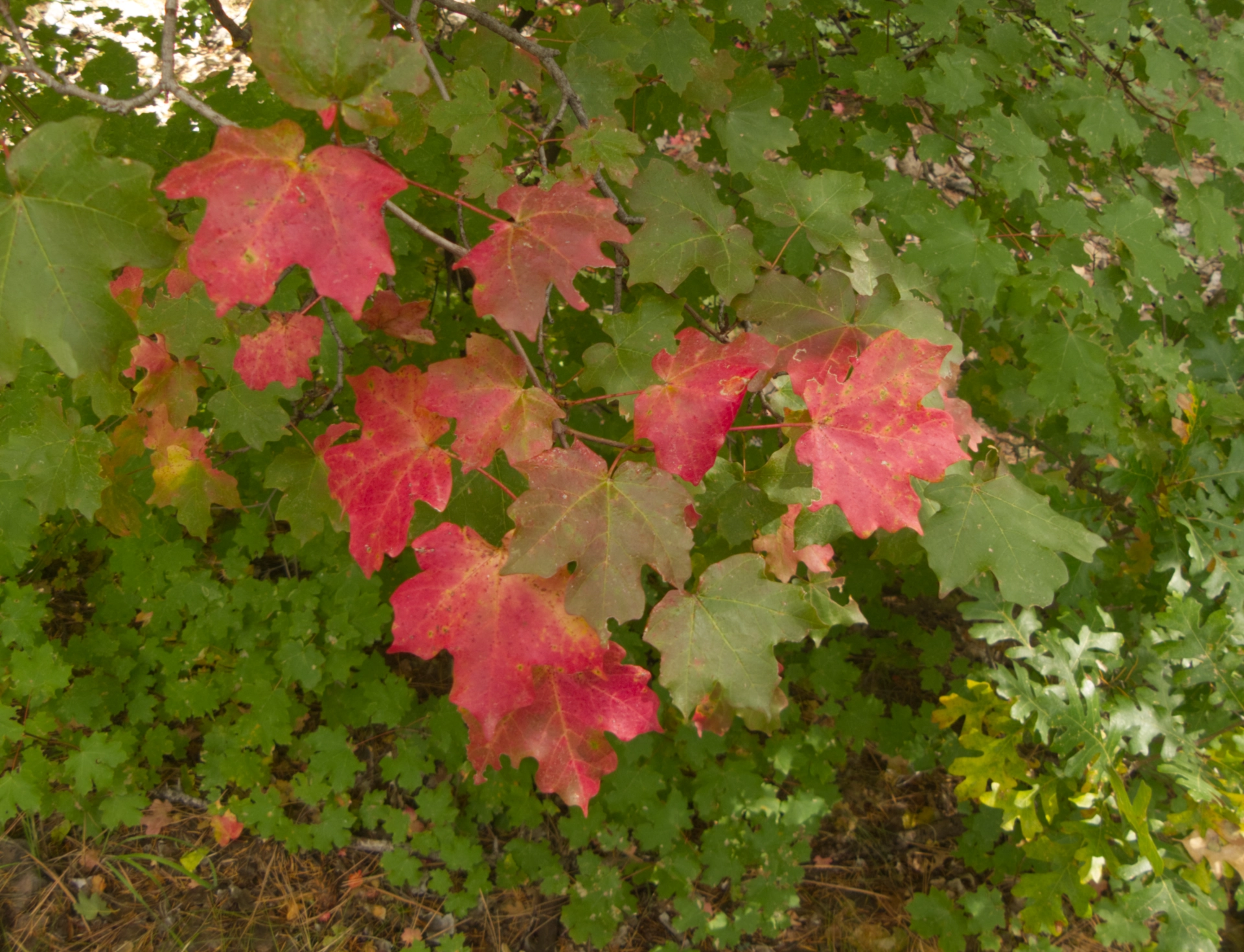 red bigtooth maple leaves