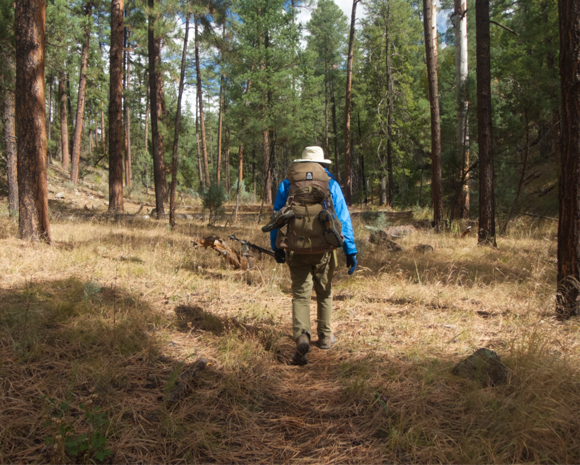 backpacker in sunny pine forest