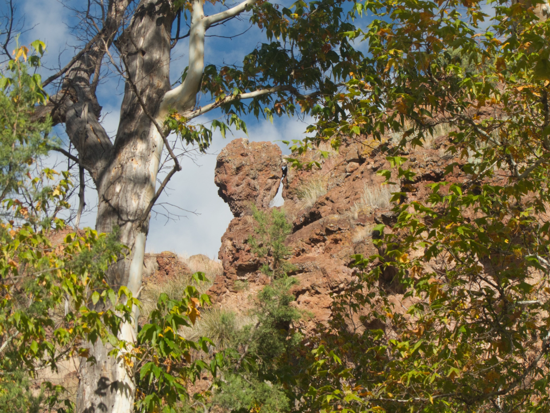 Arizona sycamore and red rock hoodoo