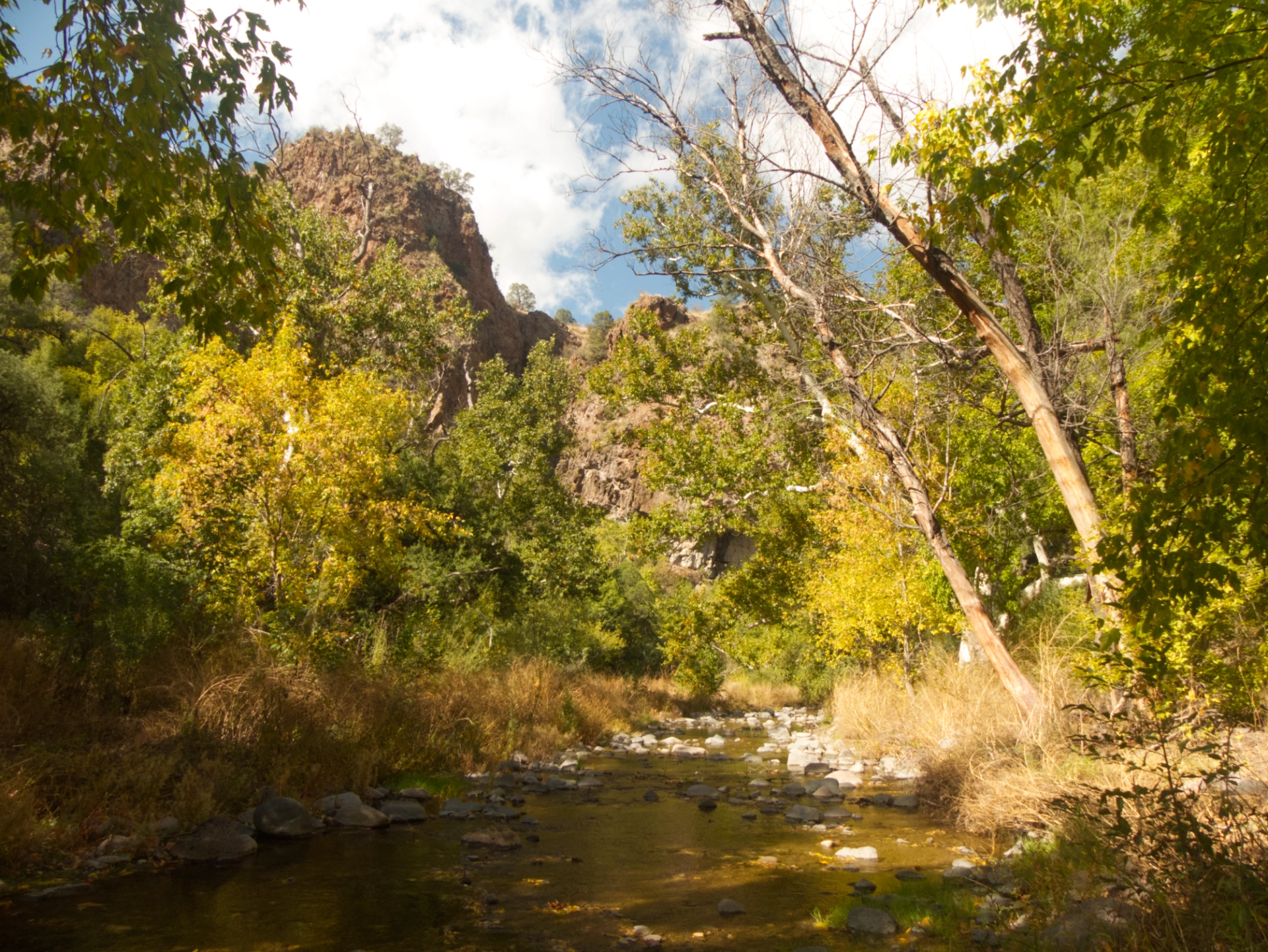 colorful fall foliage along the creek