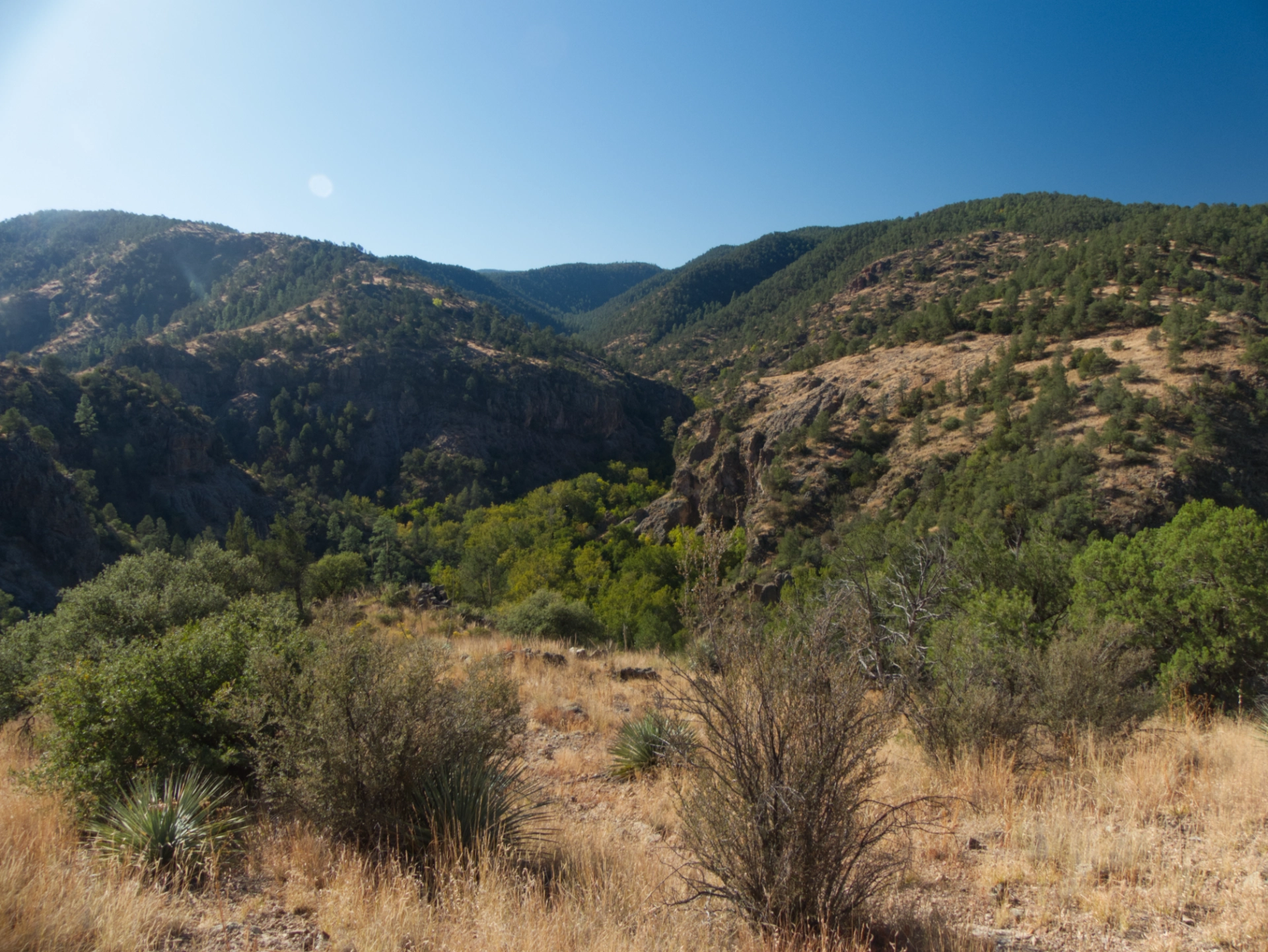 bright green trees at the confluence of two deep canyons