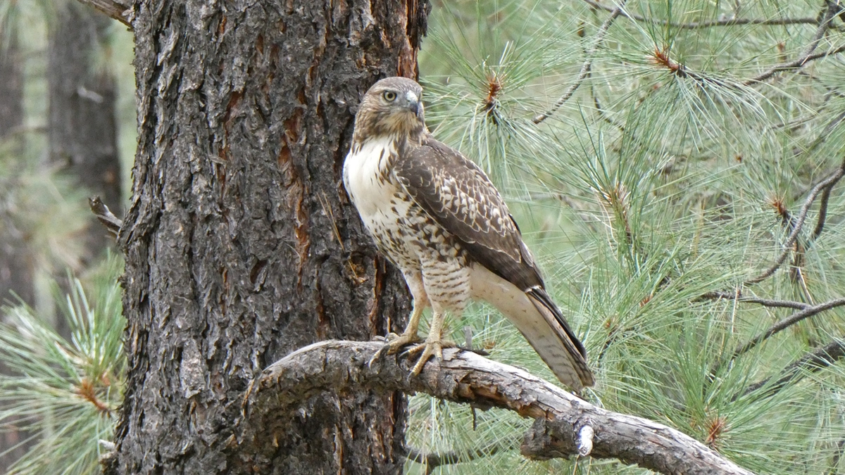 red-tailed hawk