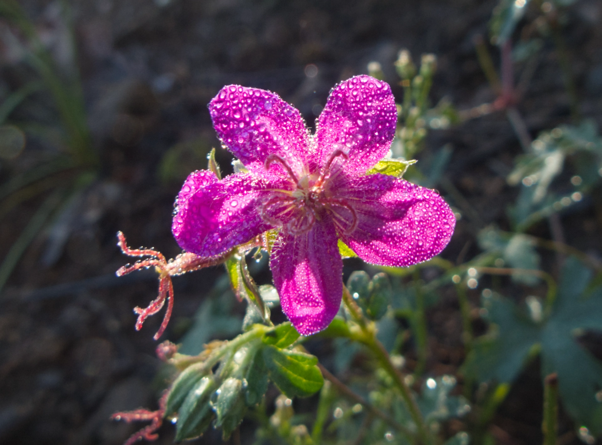 pinewoods geranium