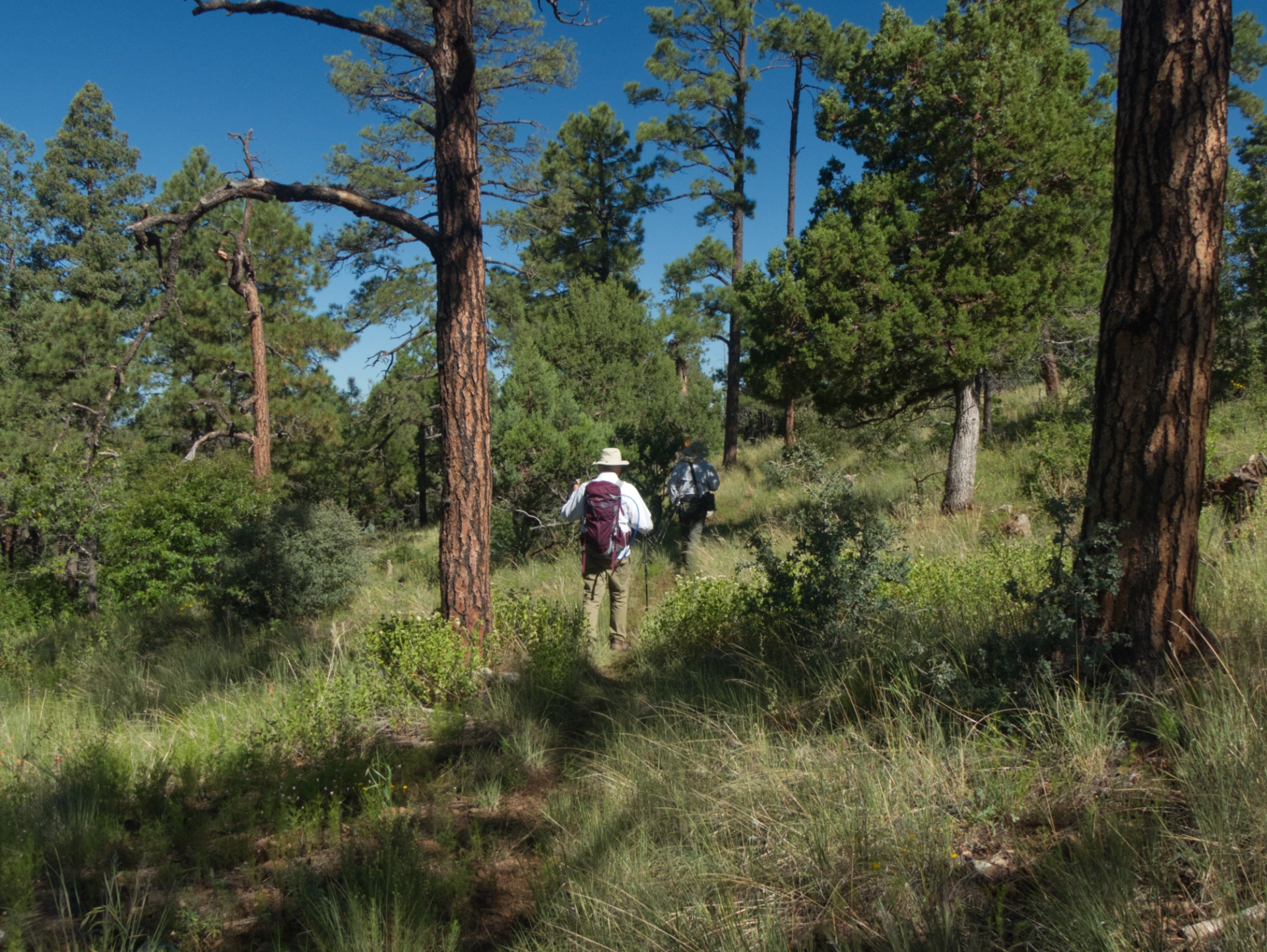 trail through an old burn area