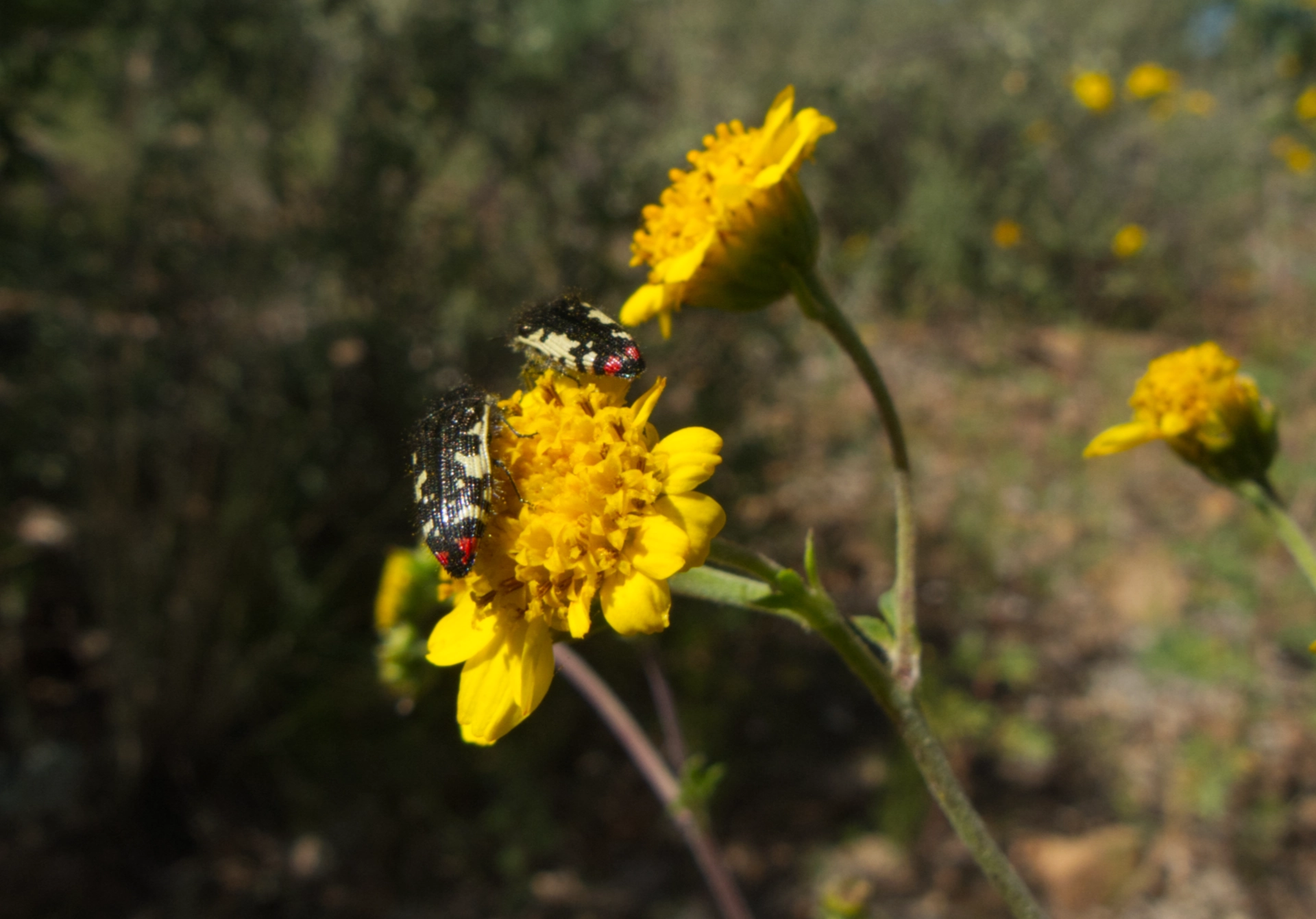 Acmaeodera rubronotata