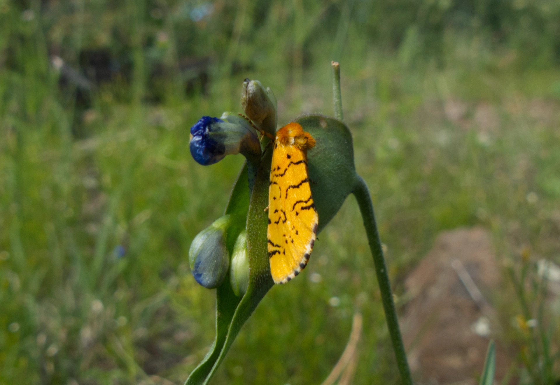 Chrysoecia atrolinea