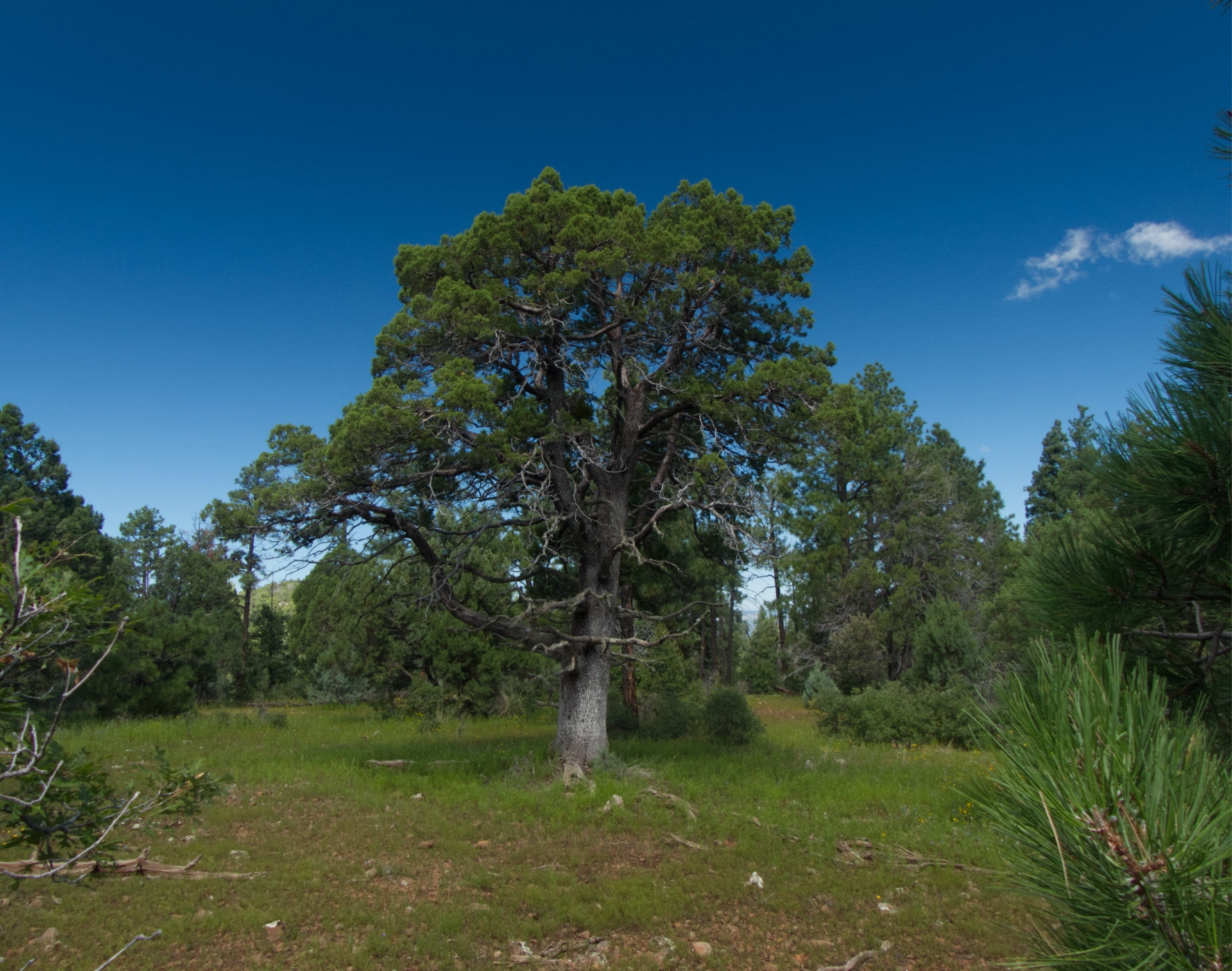 perfectly formed alligator juniper