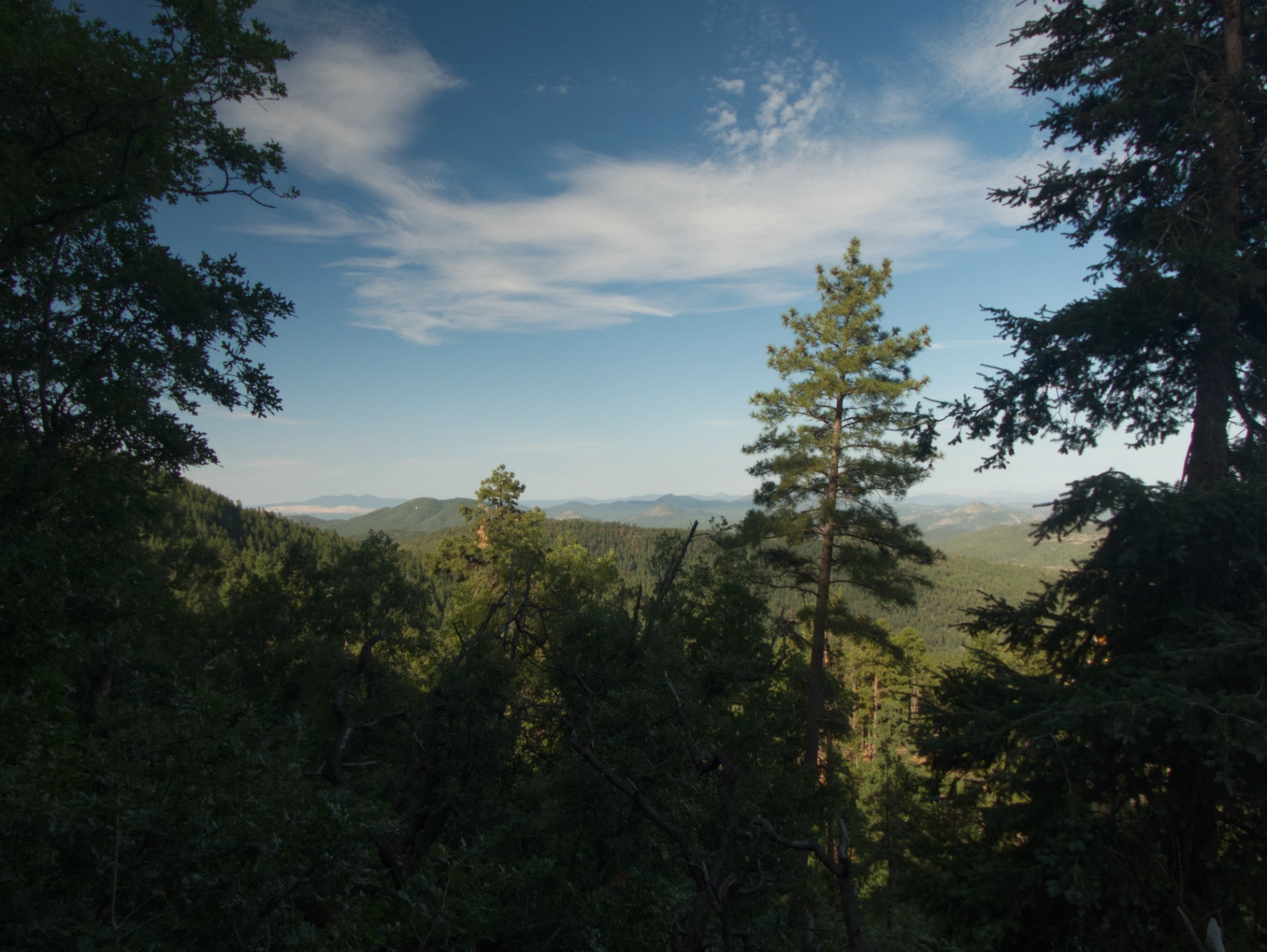 views of Mogollon Mountains through the trees