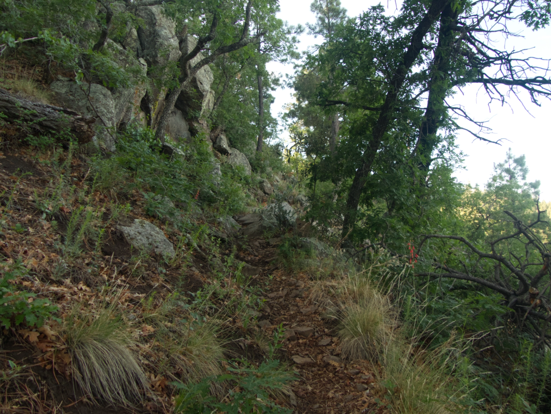 nice trail throught the woods