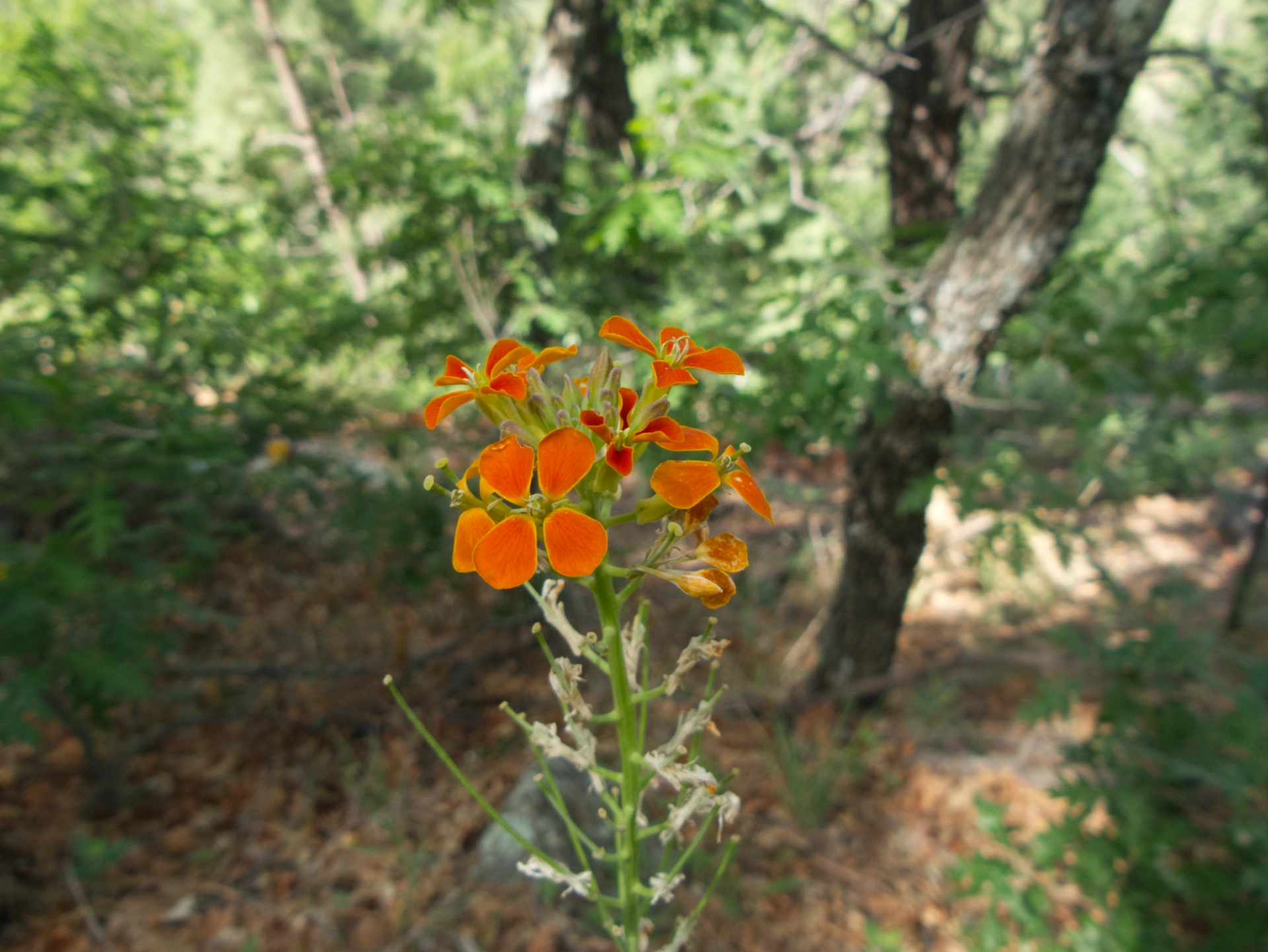 western wallflower