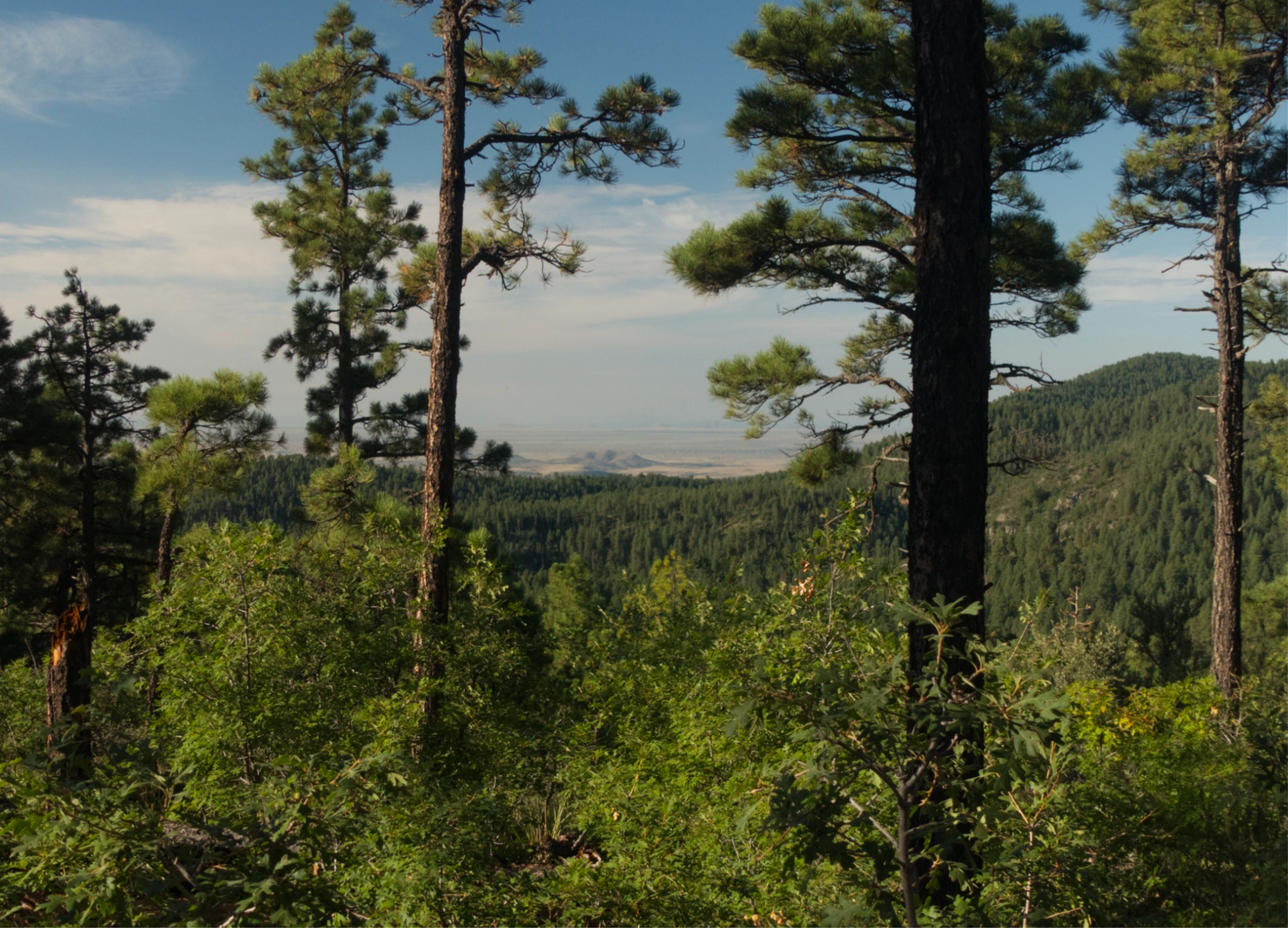 looking through the trees at the desert floor