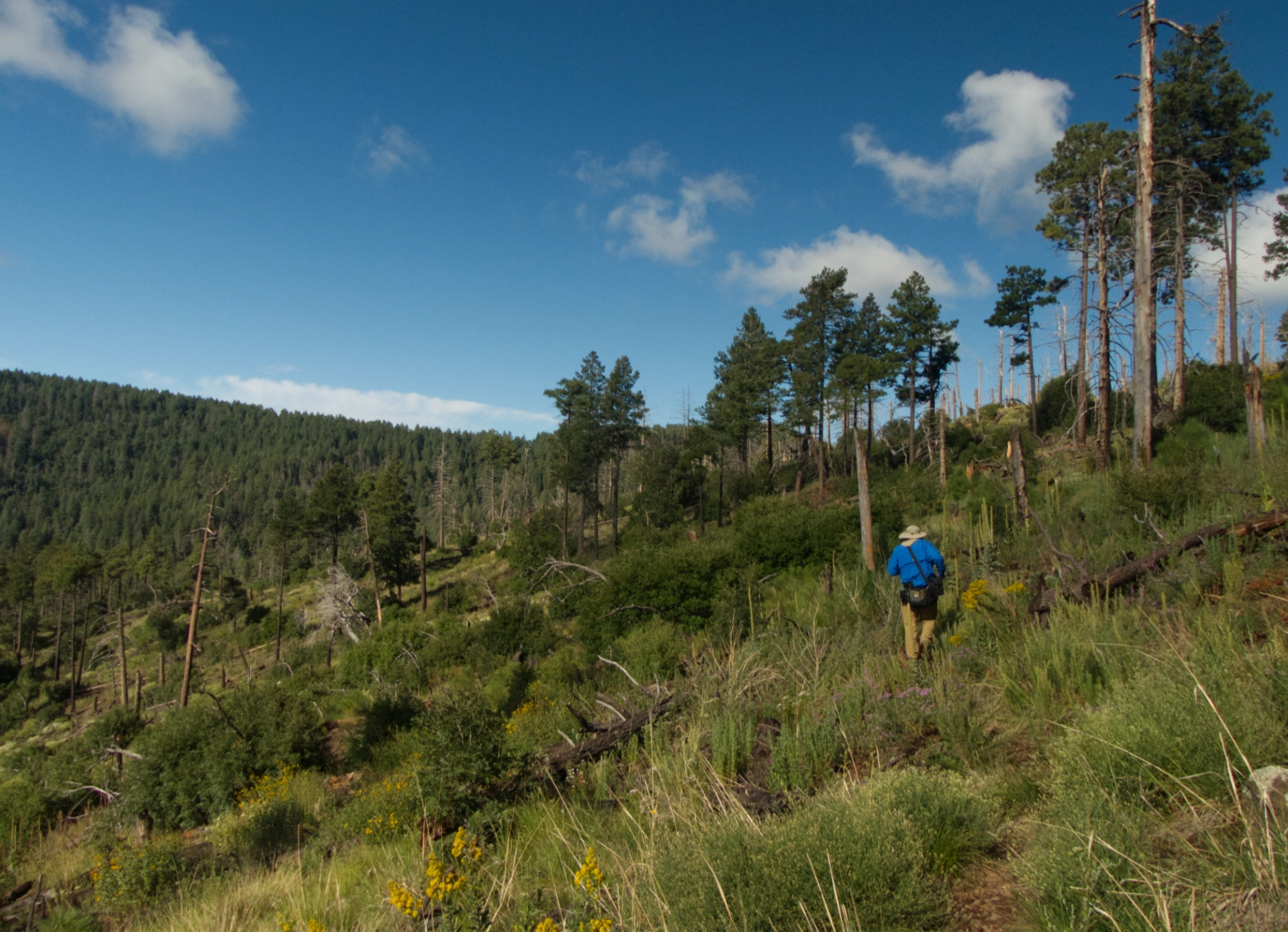 recovering forest