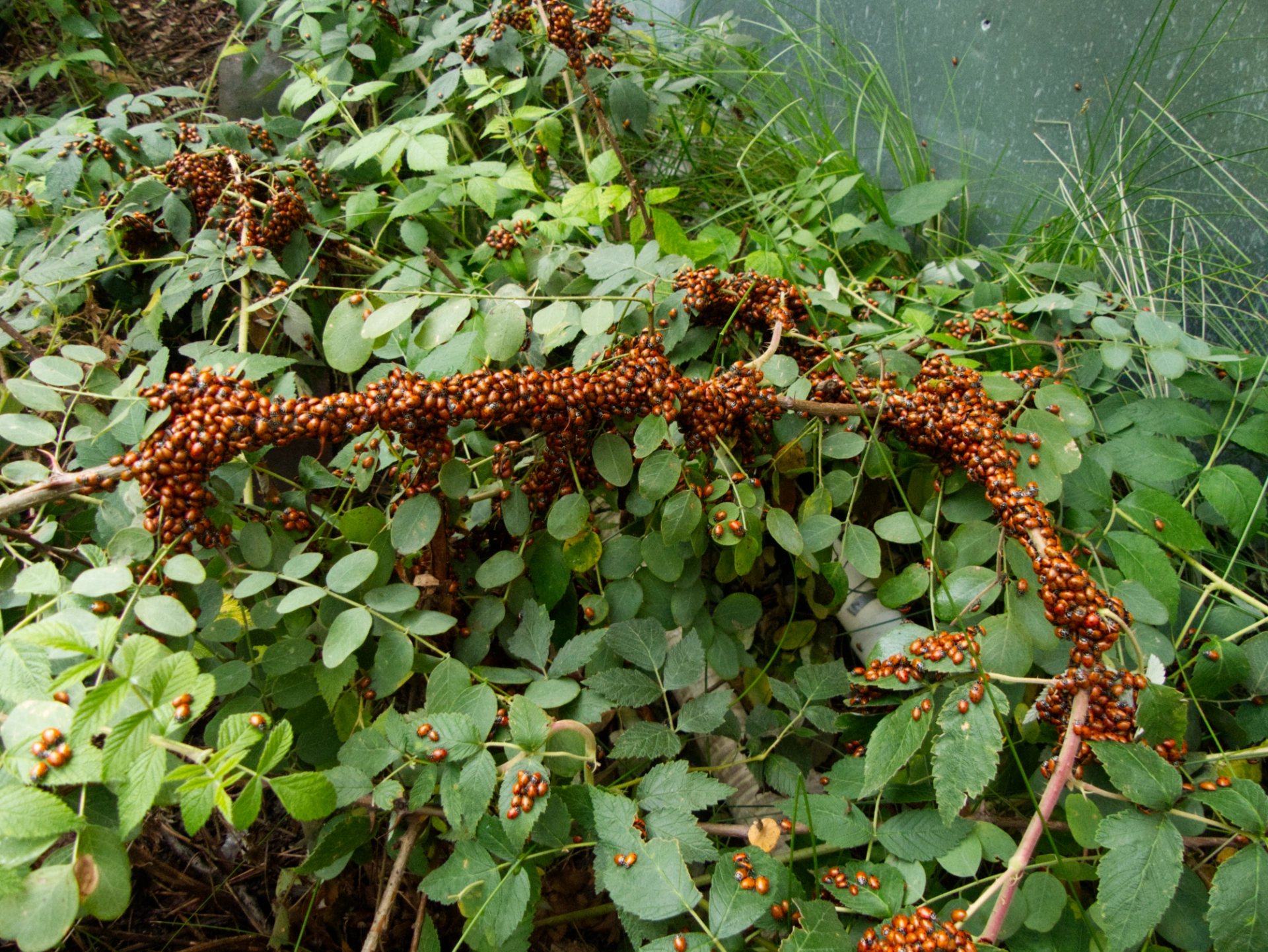 cluster of Asian Lady Beetles