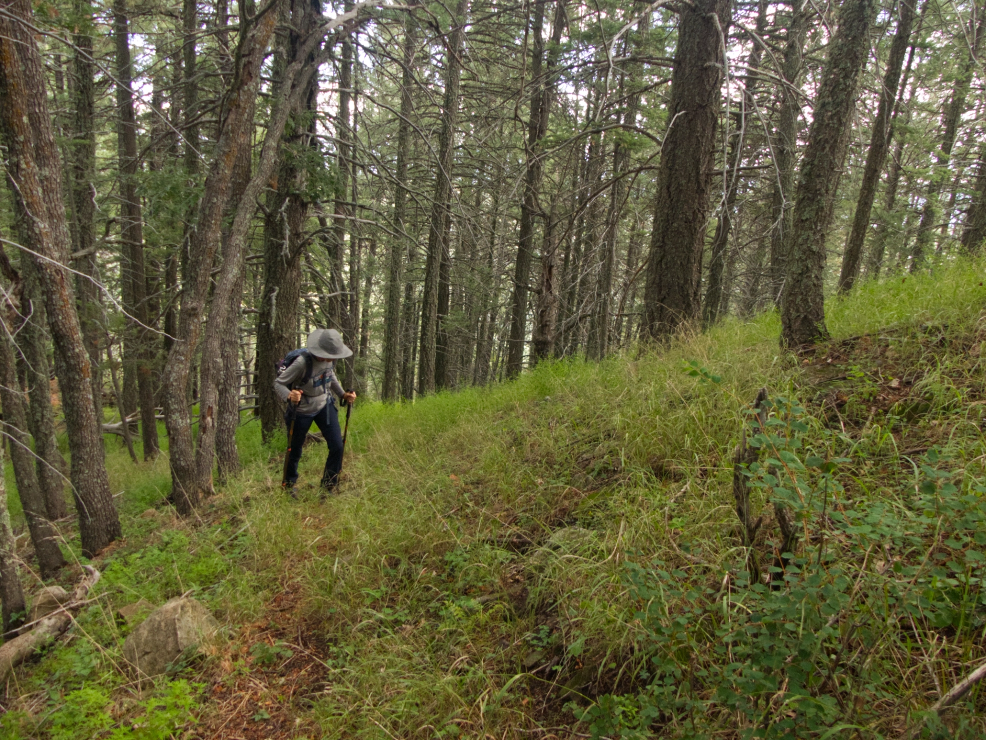 Climbing up through dense forest